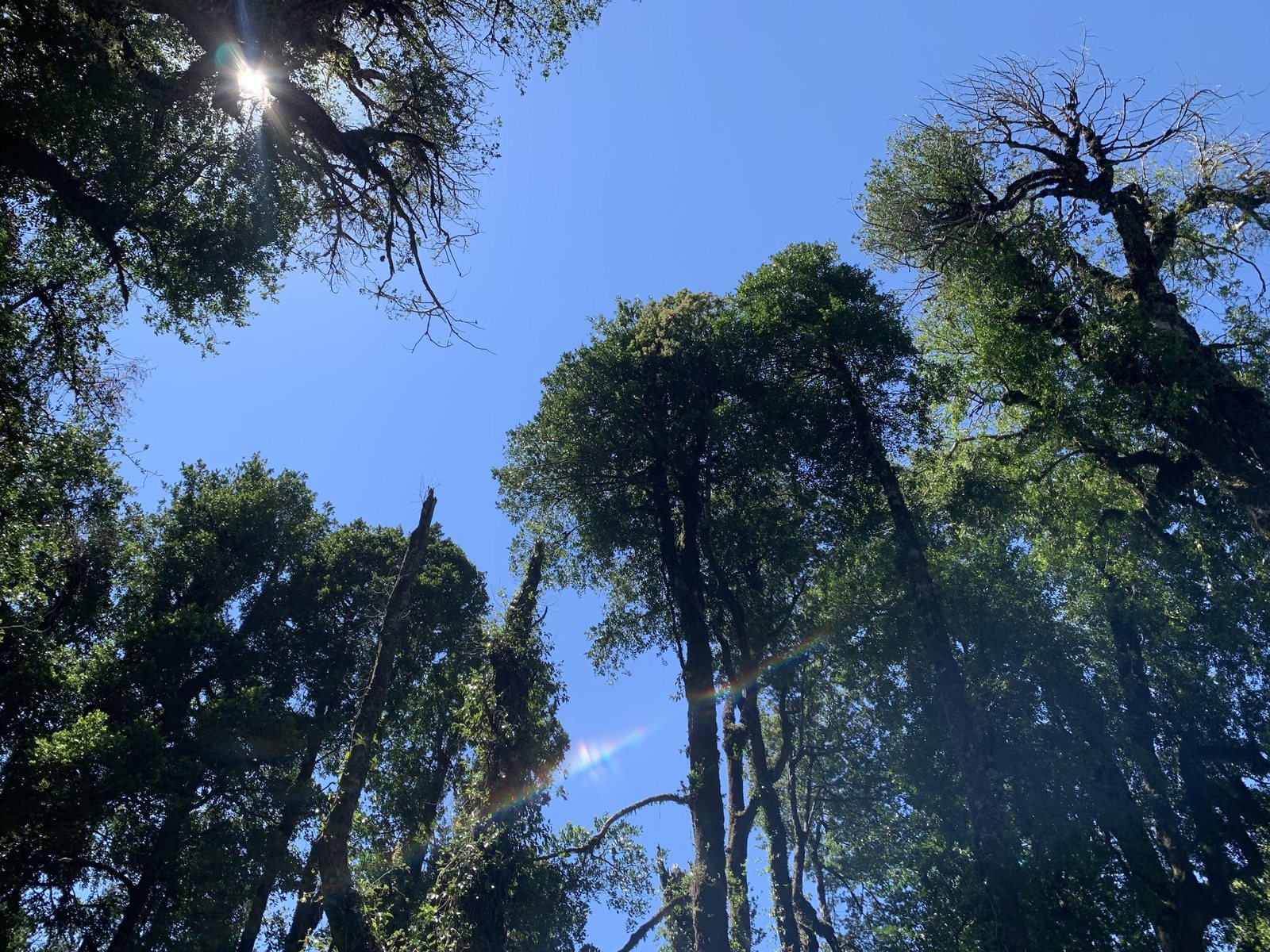 Las copas del bosque nativo vistas desde el suelo, a contraluz