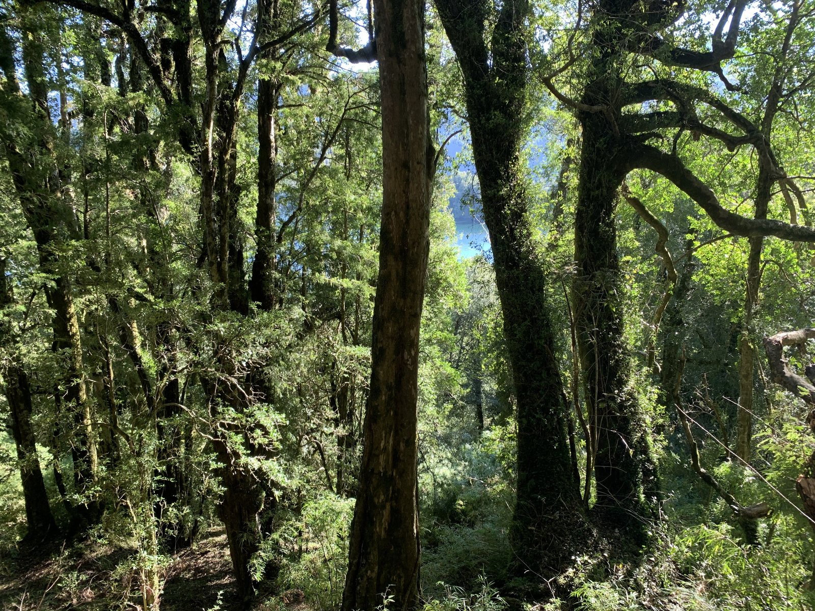 Troncos cubiertos de musgo en la ladera del predio