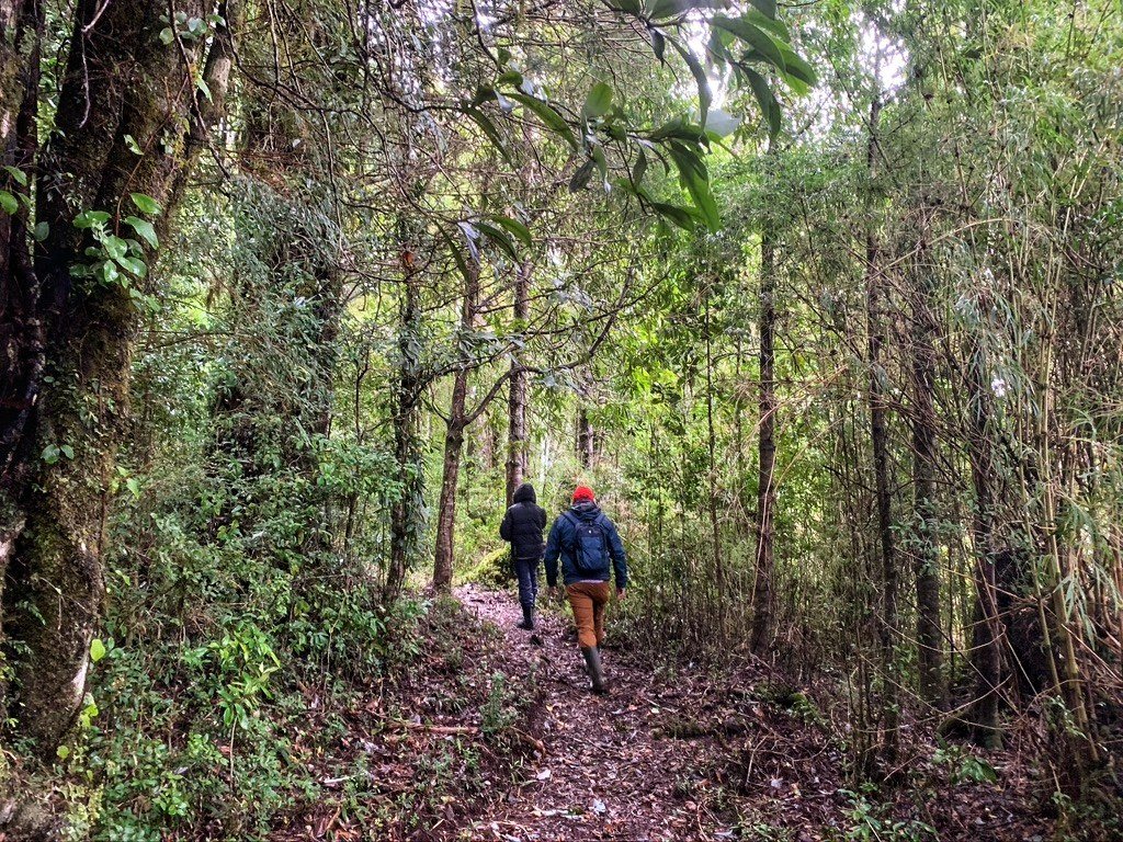 Dos caminantes en un sendero del bosque nativo